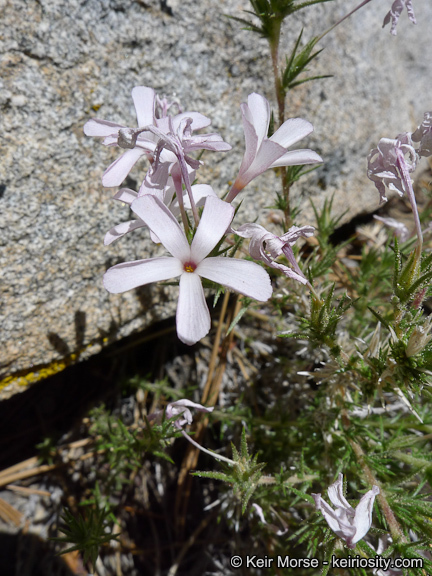 Imagem de Linanthus pungens (Torr.) J. M. Porter & L. A. Johnson