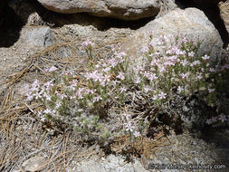 Imagem de Linanthus pungens (Torr.) J. M. Porter & L. A. Johnson