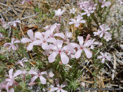 Imagem de Linanthus pungens (Torr.) J. M. Porter & L. A. Johnson