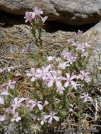 Imagem de Linanthus pungens (Torr.) J. M. Porter & L. A. Johnson