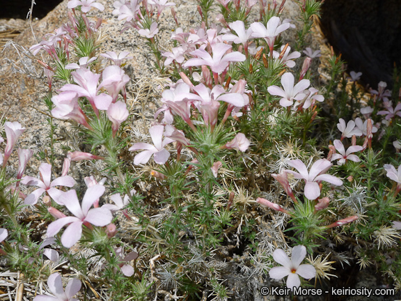 Imagem de Linanthus pungens (Torr.) J. M. Porter & L. A. Johnson