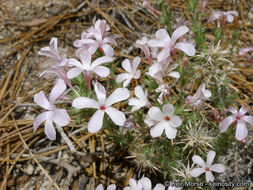 Imagem de Linanthus pungens (Torr.) J. M. Porter & L. A. Johnson