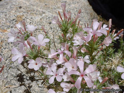 Imagem de Linanthus pungens (Torr.) J. M. Porter & L. A. Johnson