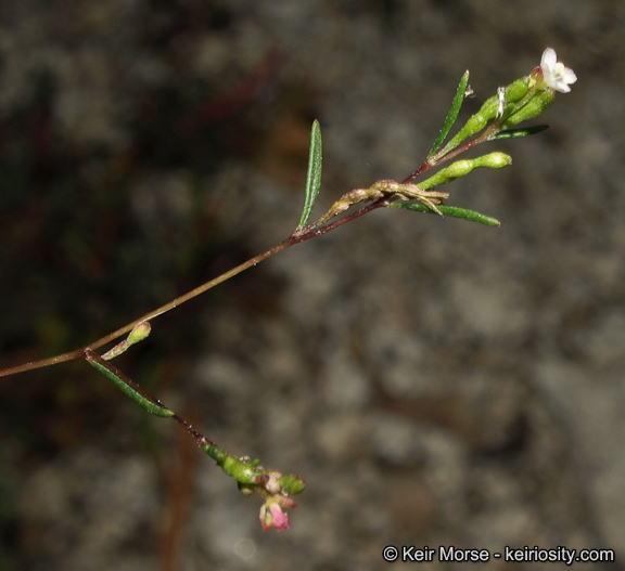 Sivun Gayophytum oligospermum H. Lewis & Szweyk. kuva