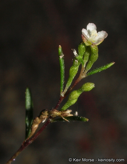 Sivun Gayophytum oligospermum H. Lewis & Szweyk. kuva