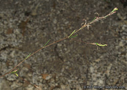 Sivun Gayophytum oligospermum H. Lewis & Szweyk. kuva