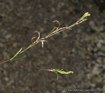 Sivun Gayophytum oligospermum H. Lewis & Szweyk. kuva