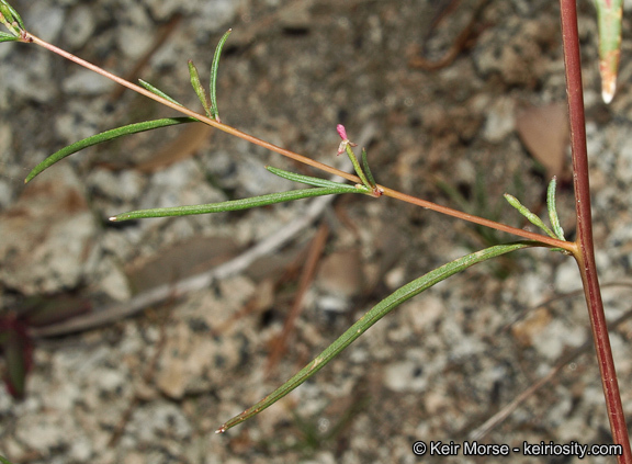 Sivun Gayophytum oligospermum H. Lewis & Szweyk. kuva