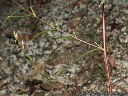 Sivun Gayophytum oligospermum H. Lewis & Szweyk. kuva