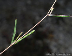 Sivun Gayophytum oligospermum H. Lewis & Szweyk. kuva