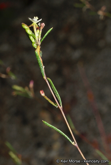 Sivun Gayophytum oligospermum H. Lewis & Szweyk. kuva