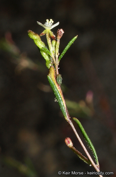 Sivun Gayophytum oligospermum H. Lewis & Szweyk. kuva