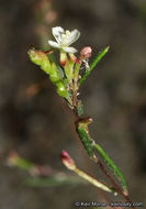 Sivun Gayophytum oligospermum H. Lewis & Szweyk. kuva