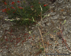 Sivun Gayophytum oligospermum H. Lewis & Szweyk. kuva