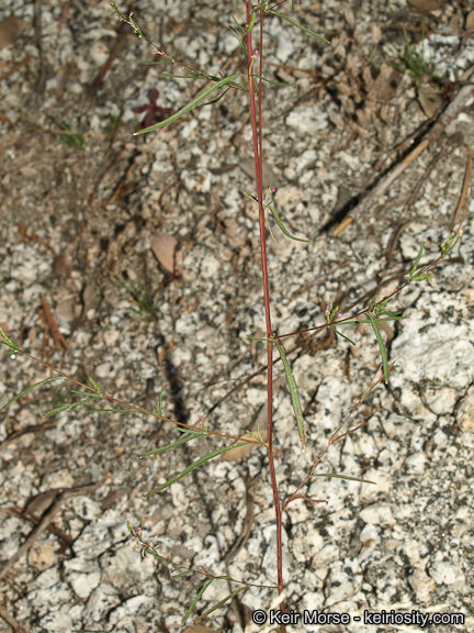 Sivun Gayophytum oligospermum H. Lewis & Szweyk. kuva