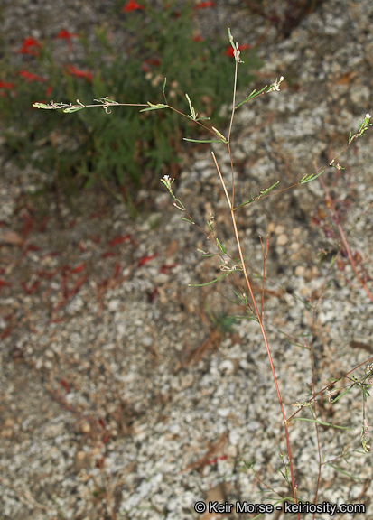 Sivun Gayophytum oligospermum H. Lewis & Szweyk. kuva