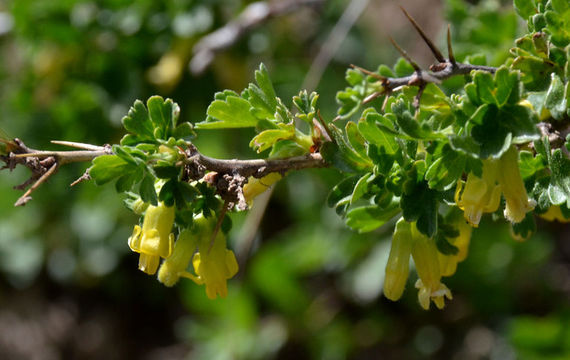 Plancia ëd Ribes lasianthum Greene