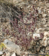 Cordylanthus parviflorus (Ferris) Wiggins resmi