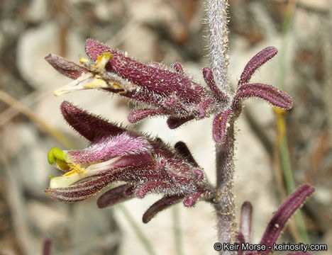 Image of purple bird's-beak