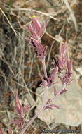 Cordylanthus parviflorus (Ferris) Wiggins resmi