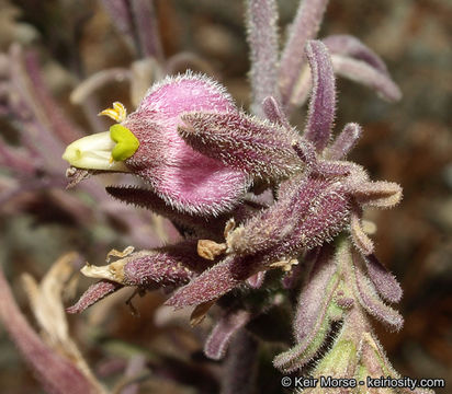 Cordylanthus parviflorus (Ferris) Wiggins resmi