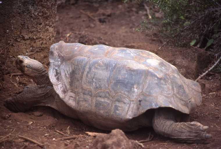 Image of Espanola giant tortoise