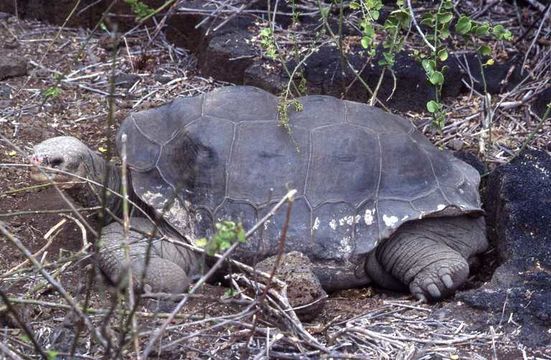 Image of Pinta giant tortoise