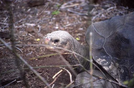 Image of Pinta giant tortoise