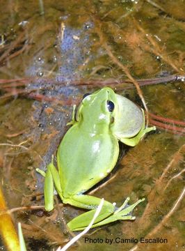 Image of Dendropsophus luddeckei Guarnizo, Escallón, Cannatella & Amézquita 2012