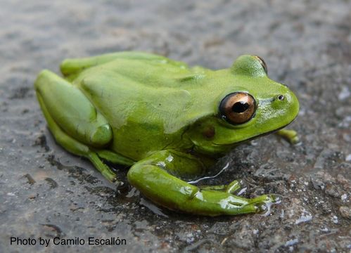 Imagem de Dendropsophus luddeckei Guarnizo, Escallón, Cannatella & Amézquita 2012