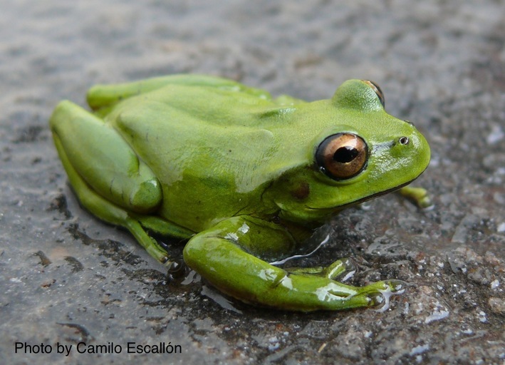 Image of Dendropsophus luddeckei Guarnizo, Escallón, Cannatella & Amézquita 2012