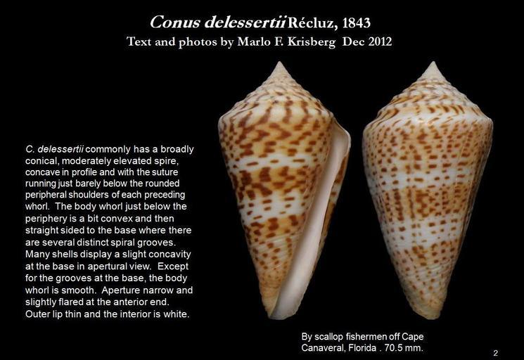 Image of <i>Conus delessertii</i>