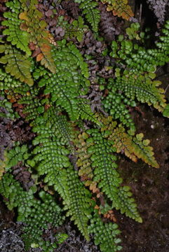 Image of Single-Sorus Plume Fern