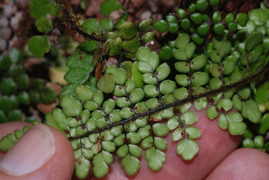 Image of Single-Sorus Plume Fern