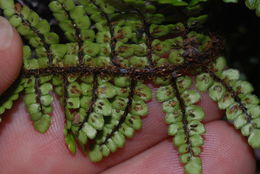 Image of Single-Sorus Plume Fern