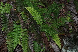 Image of Single-Sorus Plume Fern