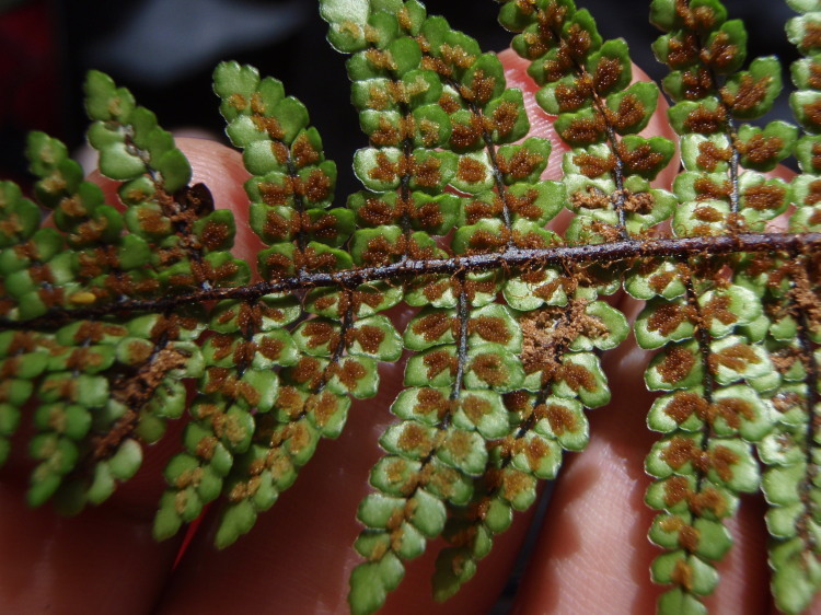 Image of Single-Sorus Plume Fern