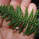 Image of Single-Sorus Plume Fern