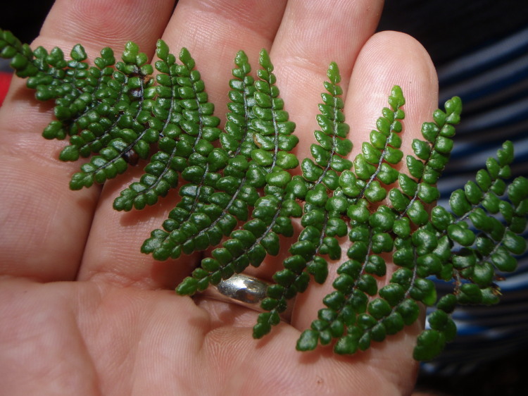 Image of Single-Sorus Plume Fern