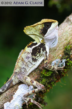 Image of Hernandez's helmeted iguana