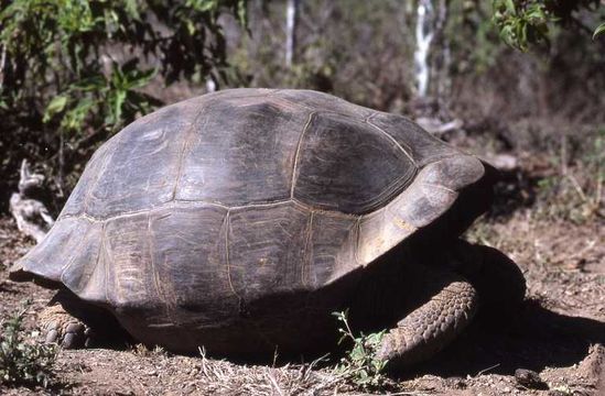 Image of Southern Isabela giant tortoise