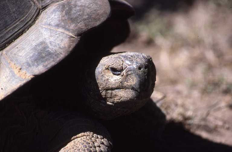 Image of Southern Isabela giant tortoise