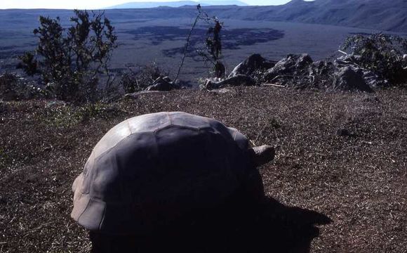 Image of Southern Isabela giant tortoise