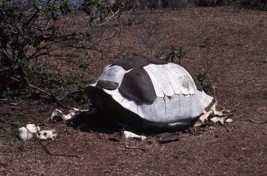 Image of Southern Isabela giant tortoise