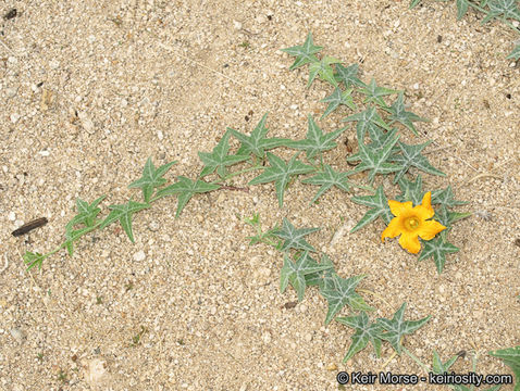 Image of coyote gourd