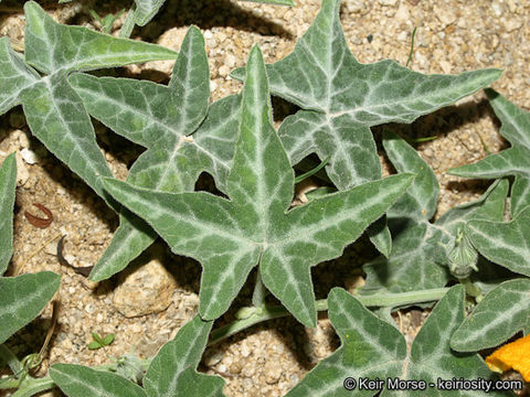 Image of coyote gourd