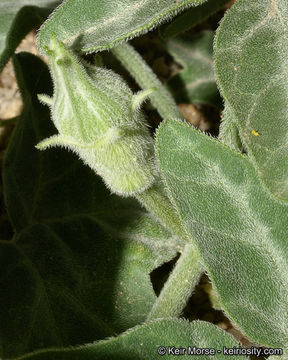 Image of coyote gourd