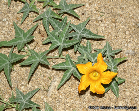 Image of coyote gourd