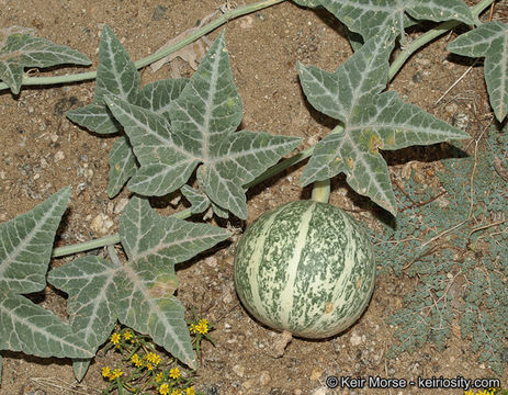 Image of coyote gourd