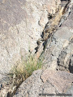 <i>Digitaria <i>californica</i></i> var. californica resmi